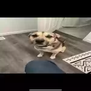 adoptable Dog in Braidwood, IL named Unknown