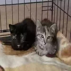 adoptable Cat in Seymour, MO named Unknown