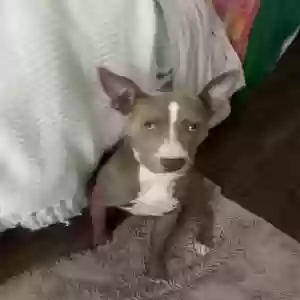adoptable Dog in Monroe, NC named Jax