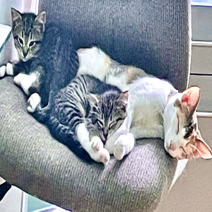 adoptable Cat in Plainfield, IL named Tom & Jerry