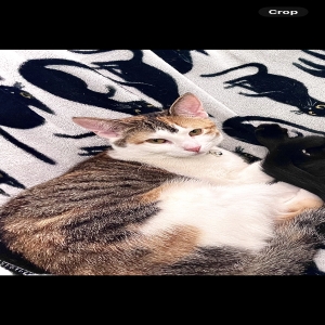 adoptable Cat in Plainfield, IL named Basanti