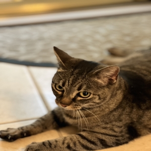 adoptable Cat in Romney, WV named Annie
