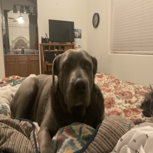 adoptable Dog in Prescott Valley, AZ named BroBro