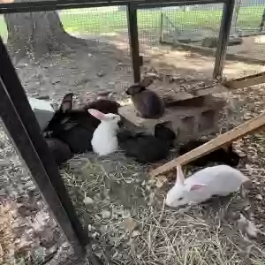 adoptable  in Trenton, OH named No names they are babies