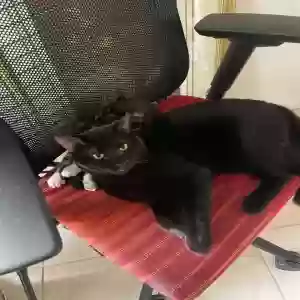 adoptable Cat in Laurel, MD named Cleo