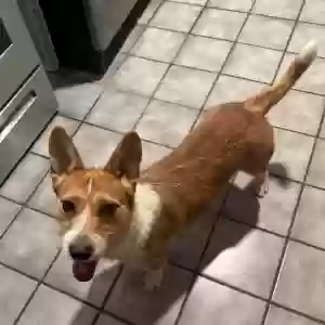 adoptable Dog in Creve Coeur, IL named Jagger (aka- moves like jagger)