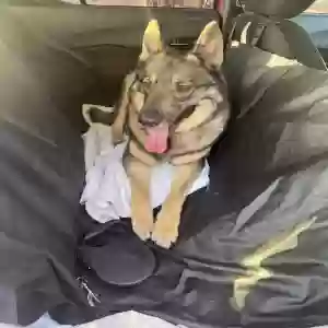 adoptable Dog in Moreno Valley, CA named Bruno