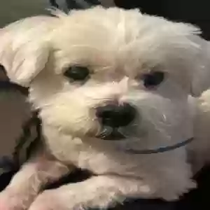 adoptable Dog in Islip, NY named Nico
