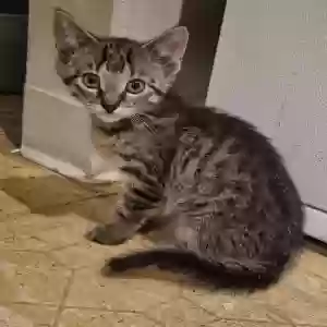 adoptable Cat in Chicago, IL named N/a