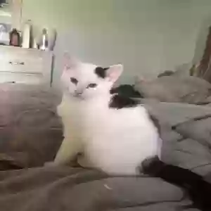 adoptable Cat in Trenton, OH named Snowy