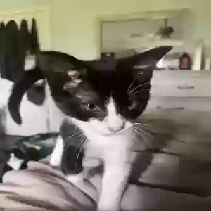 adoptable Cat in Trenton, OH named Betty