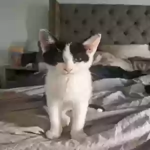 adoptable Cat in Trenton, OH named Leonard