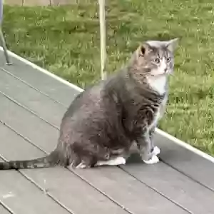 adoptable Cat in Damascus, MD named Storm