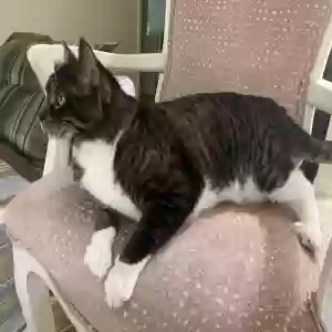adoptable Cat in Metairie, LA named Boots