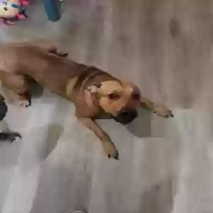 adoptable Dog in Greenwood, IN named Kovu