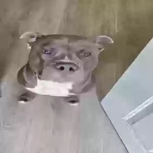 adoptable Dog in Greenwood, IN named Tucker