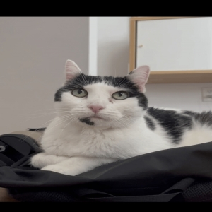 adoptable Cat in Woodside, NY named Chauncey