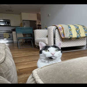/images/pets/original/2187262_actual_two.webp