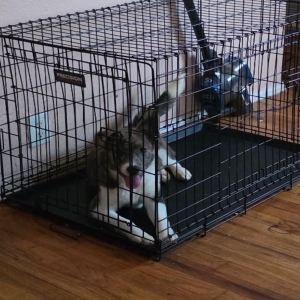 adoptable Dog in Jeffersonville, IN named Bonnie
