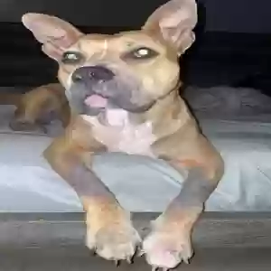 adoptable Dog in Normal, IL named Georgia Eileen