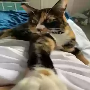 adoptable Cat in Cincinnati, OH named Billie