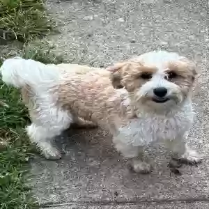 adoptable Dog in Fairfield, OH named Beau