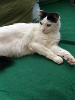/lostandfound/images/lnfpets/original/103488_tphoto.jpeg