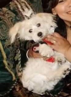 /lostandfound/images/lnfpets/original/104755_tphoto.jpeg