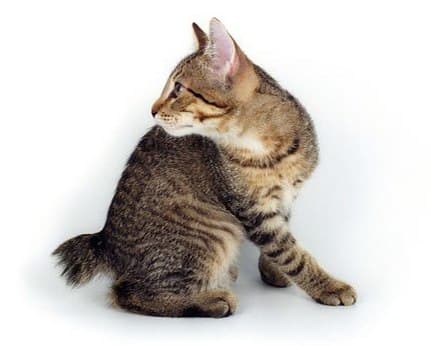 /lostandfound/images/lnfpets/original/104857_tphoto.jpg