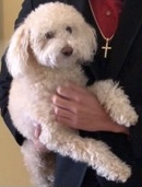 /lostandfound/images/lnfpets/original/107112_tphoto.jpeg