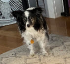 /lostandfound/images/lnfpets/original/108192_tphoto.jpg