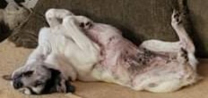 /lostandfound/images/lnfpets/original/109315_tphoto.jpeg