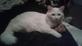 /lostandfound/images/lnfpets/original/111610_tphoto.jpg