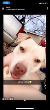/lostandfound/images/lnfpets/original/116293_tphoto.jpg