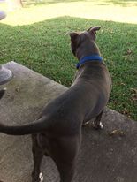 /lostandfound/images/lnfpets/original/117217_tphoto.jpg