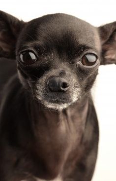 /lostandfound/images/lnfpets/original/121273_tphoto.jpg