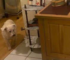 /lostandfound/images/lnfpets/original/121632_tphoto.jpg