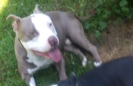 /lostandfound/images/lnfpets/original/122428_tphoto.jpg