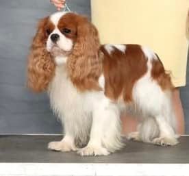 /lostandfound/images/lnfpets/original/122833_tphoto.jpg