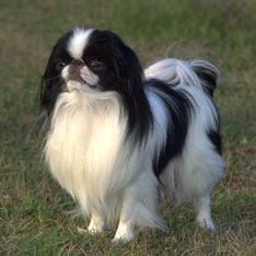 /lostandfound/images/lnfpets/original/127061_tphoto.jpg