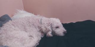 /lostandfound/images/lnfpets/original/128094_tphoto.jpg
