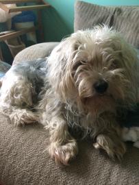 /lostandfound/images/lnfpets/original/128659_tphoto.jpg