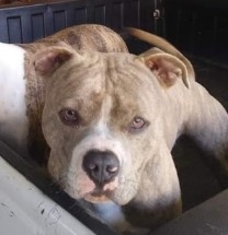/lostandfound/images/lnfpets/original/128758_tphoto.jpg