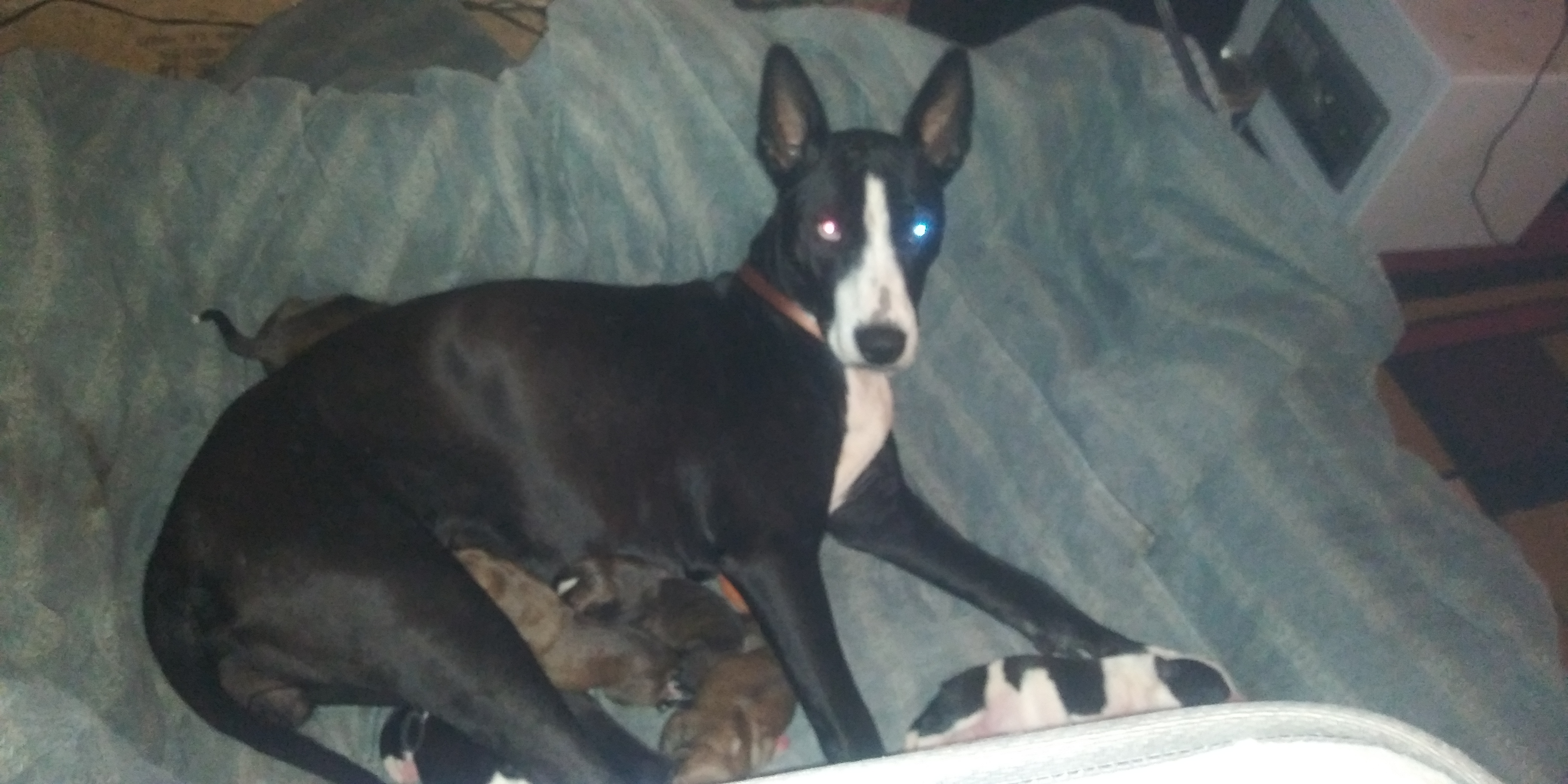 /lostandfound/images/lnfpets/original/133236_5652_20210823_161140.jpg