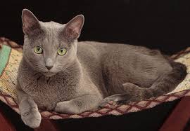 /lostandfound/images/lnfpets/original/133411_tphoto.jpeg