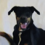 /lostandfound/images/lnfpets/original/133715_tphoto.jpeg