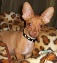 /lostandfound/images/lnfpets/original/133993_tphoto.jpg