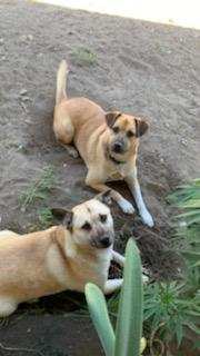 /lostandfound/images/lnfpets/original/136423_tphoto.jpg