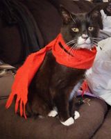 /lostandfound/images/lnfpets/original/137686_tphoto.jpg