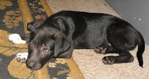 /lostandfound/images/lnfpets/original/138124_tphoto.jpeg